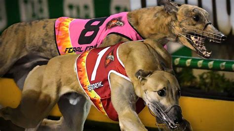 3 Greyhound Racing Betting Strategies That Still .